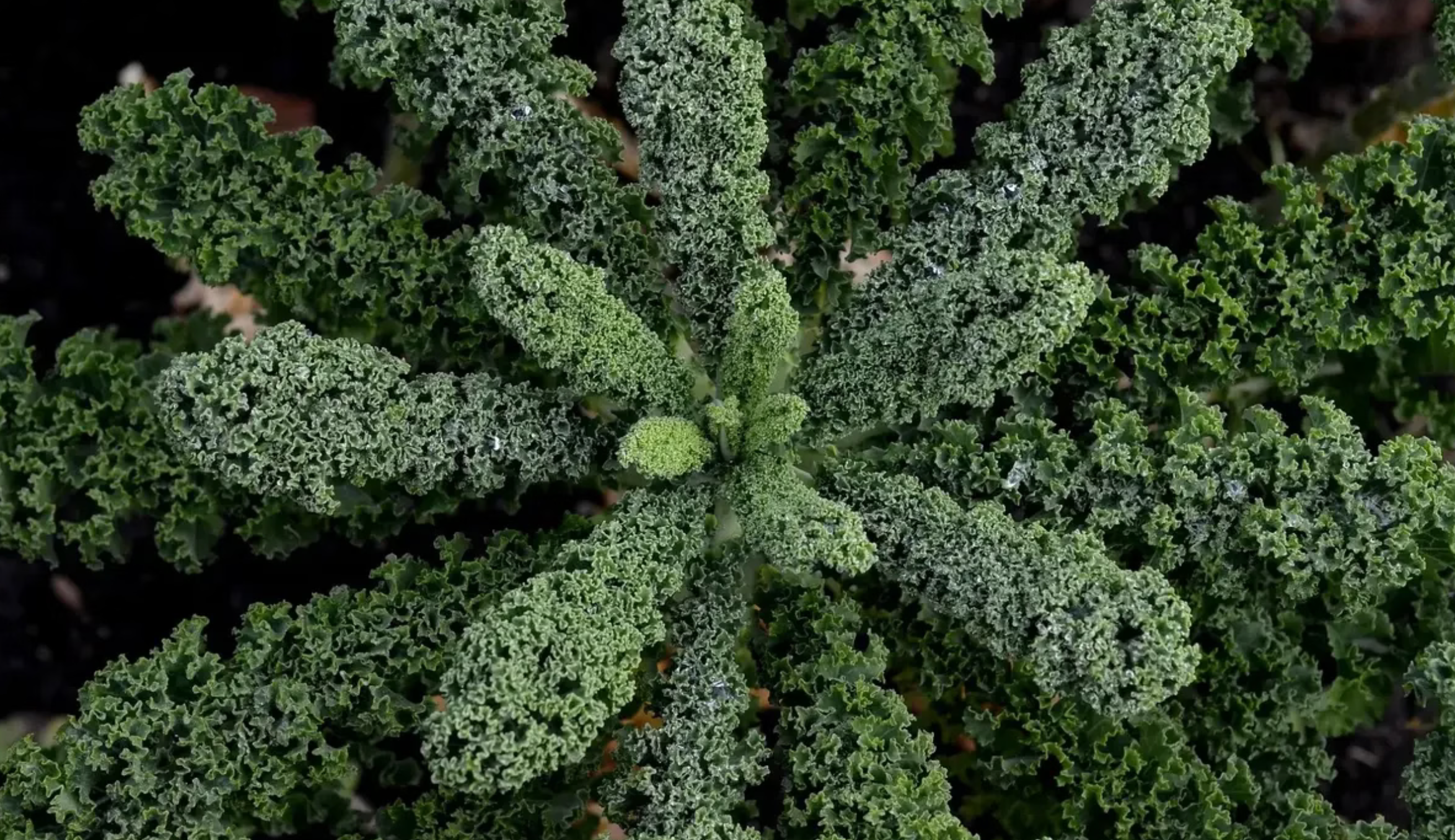 FOODS FOR HAIR CARE - NÅR SUNDT HÅR STARTER INDEFRA